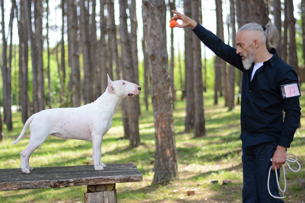 Addestramento veterinario del cane